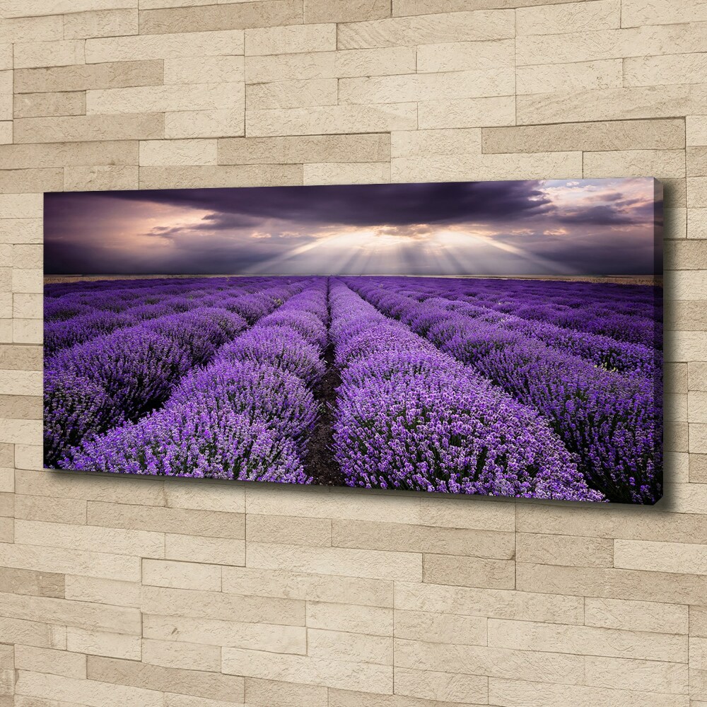 Canvas wall art Lavender field