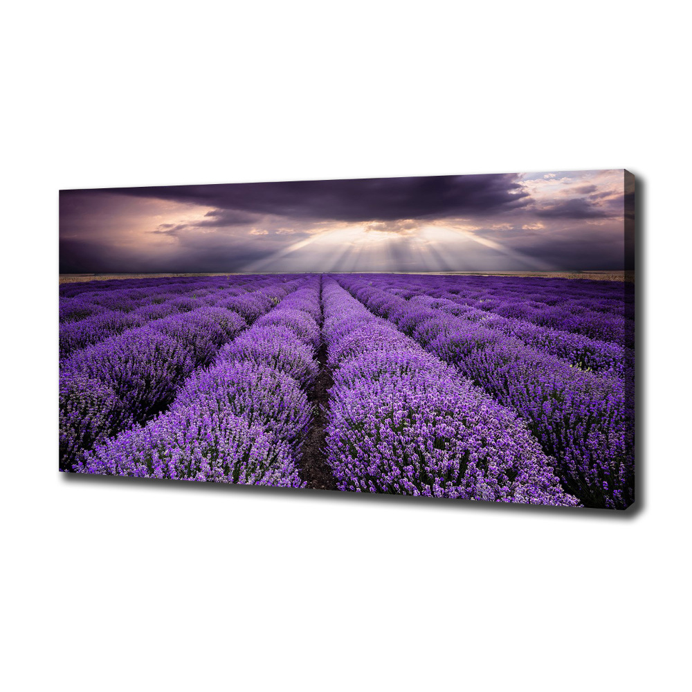 Canvas wall art Lavender field