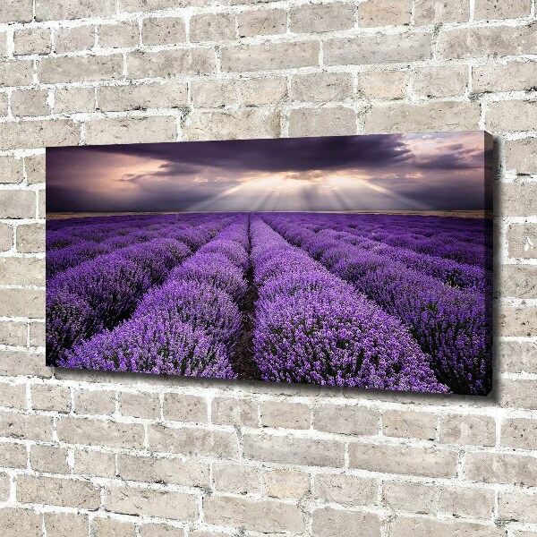 Canvas wall art Lavender field