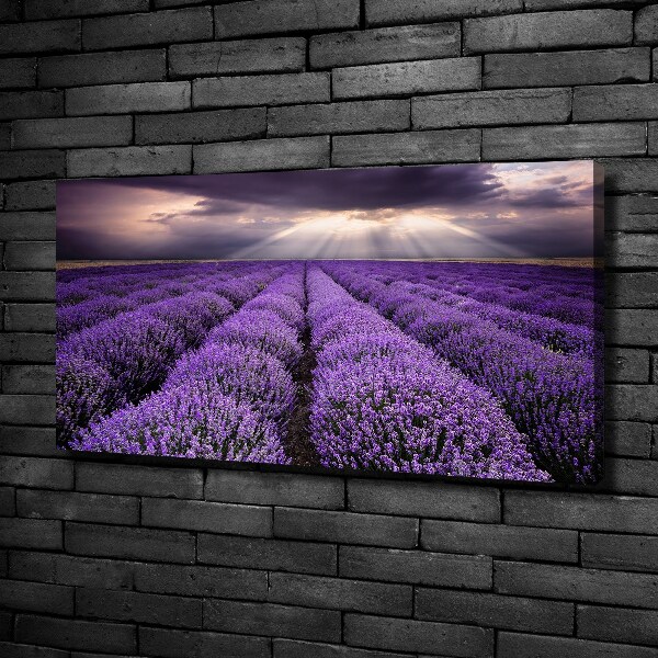 Canvas wall art Lavender field