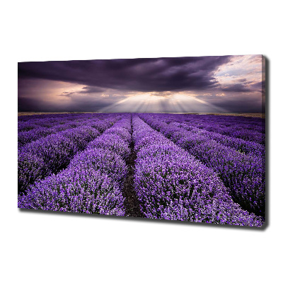 Canvas wall art Lavender field