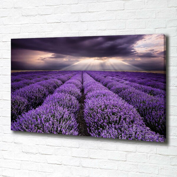 Canvas wall art Lavender field