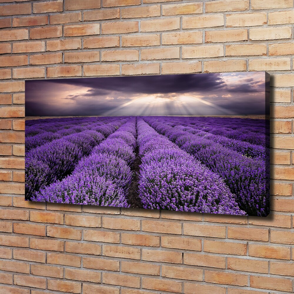 Canvas wall art Lavender field