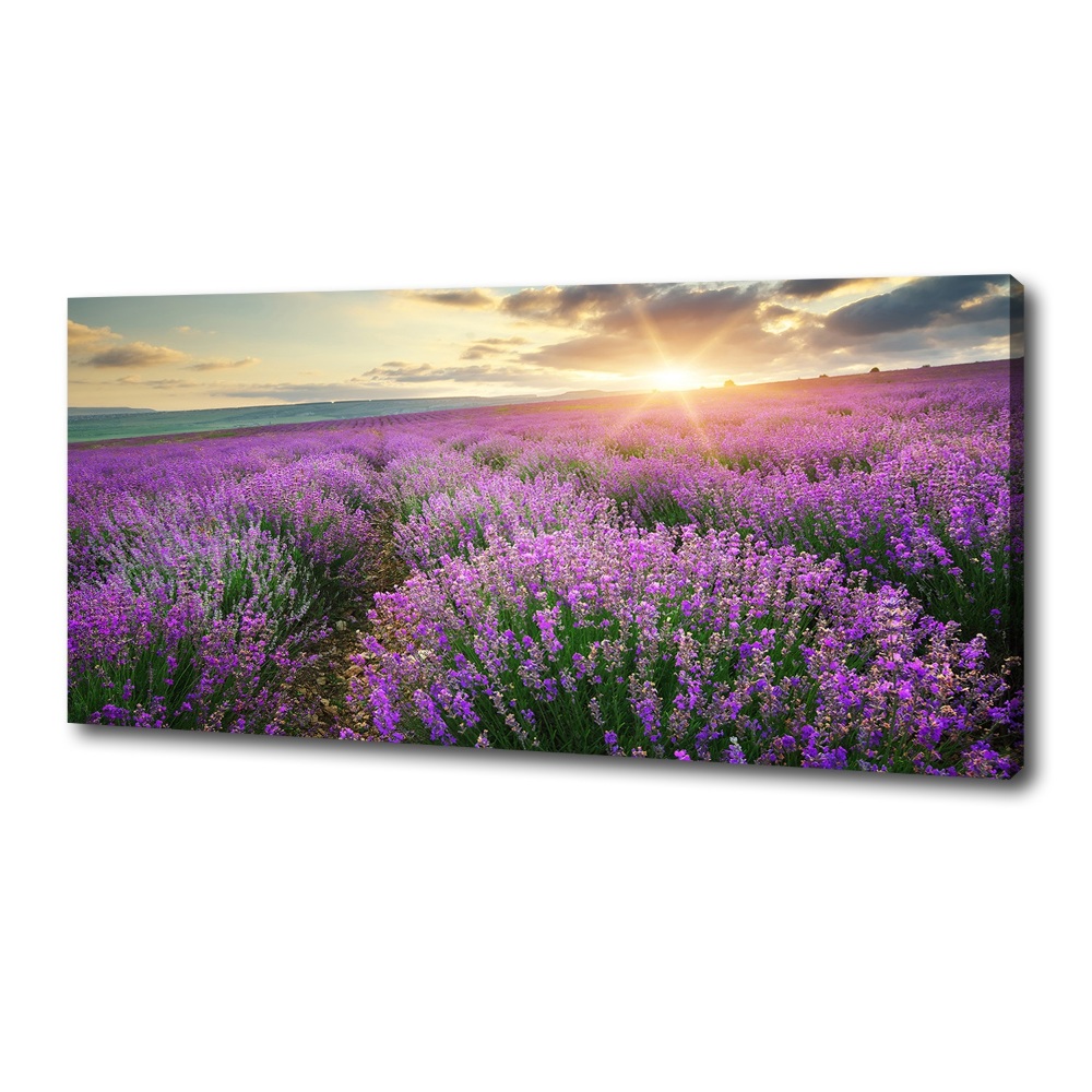 Canvas wall art Lavender field