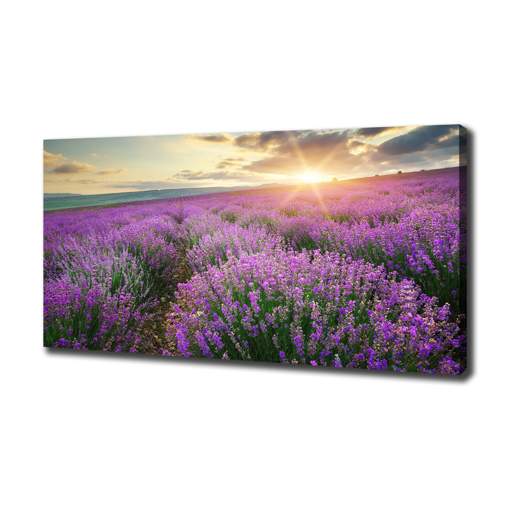 Canvas wall art Lavender field