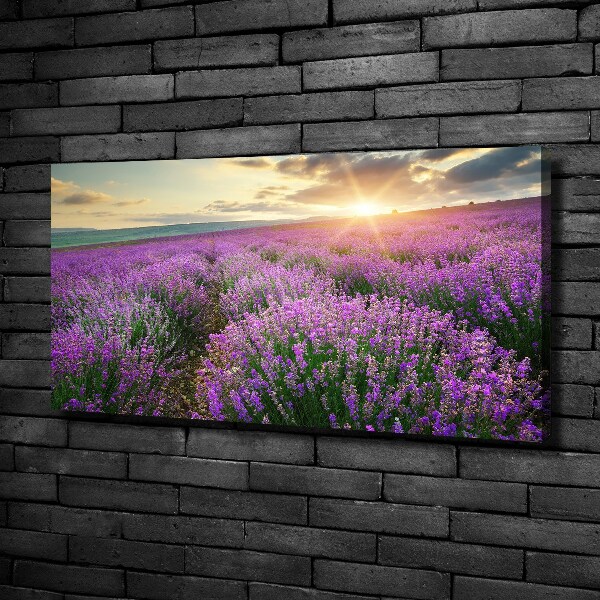 Canvas wall art Lavender field