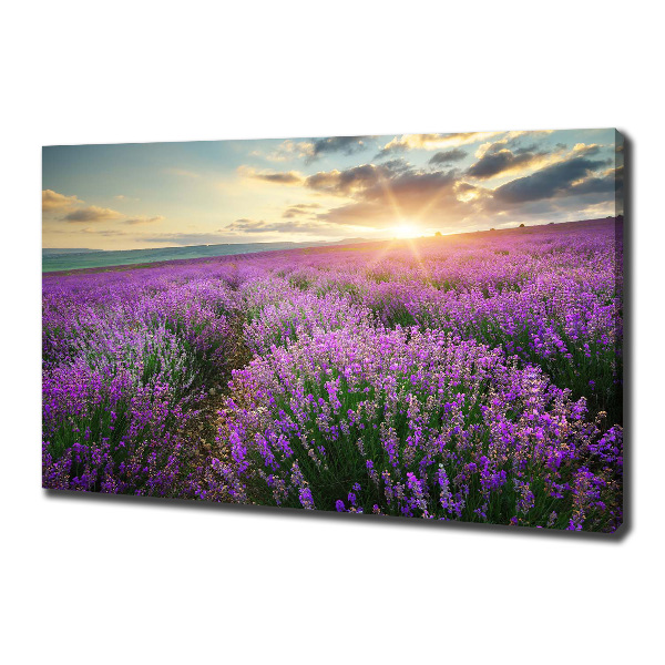 Canvas wall art Lavender field