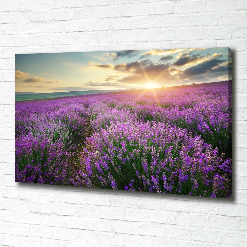 Canvas wall art Lavender field