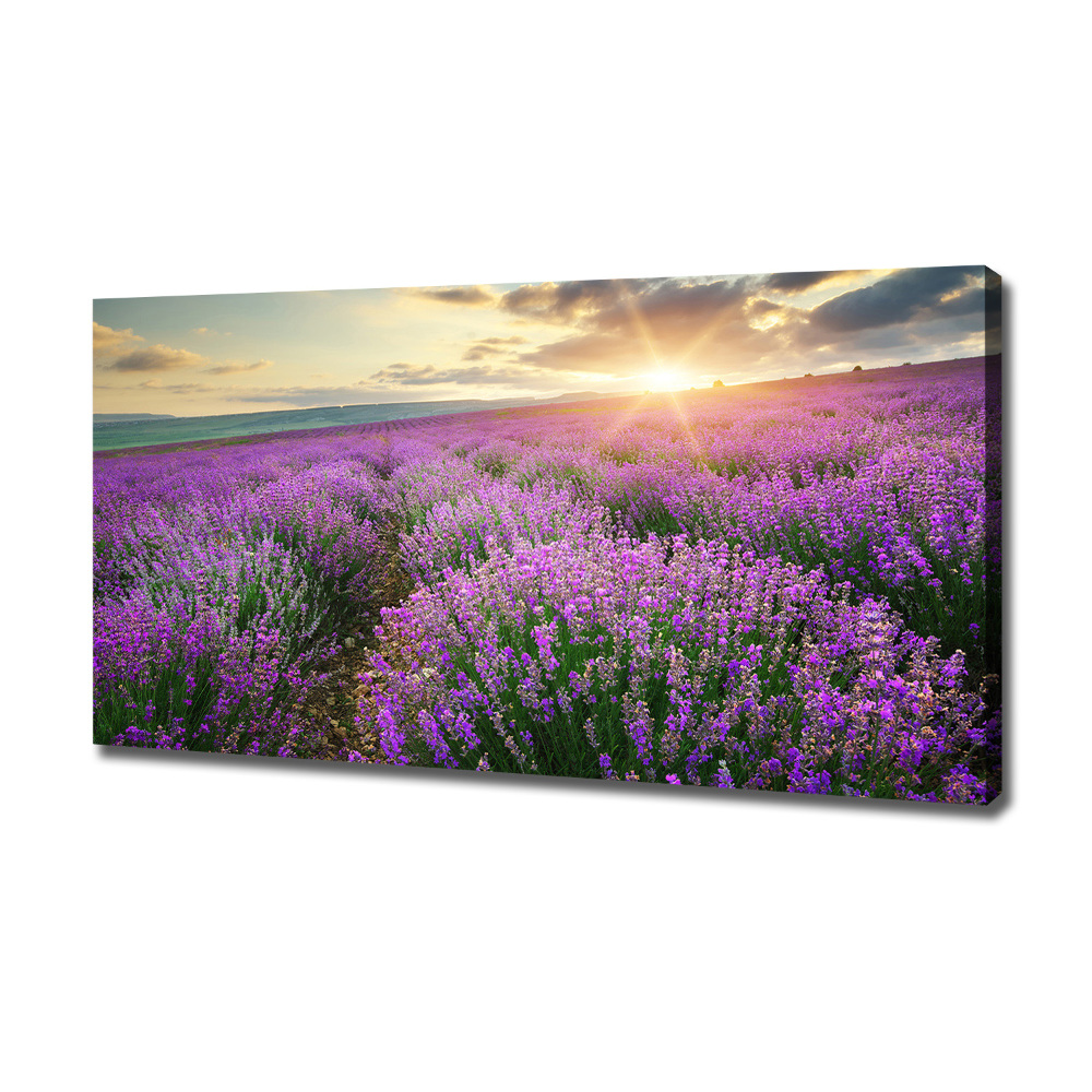 Canvas wall art Lavender field