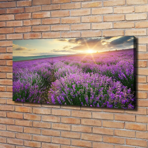 Canvas wall art Lavender field