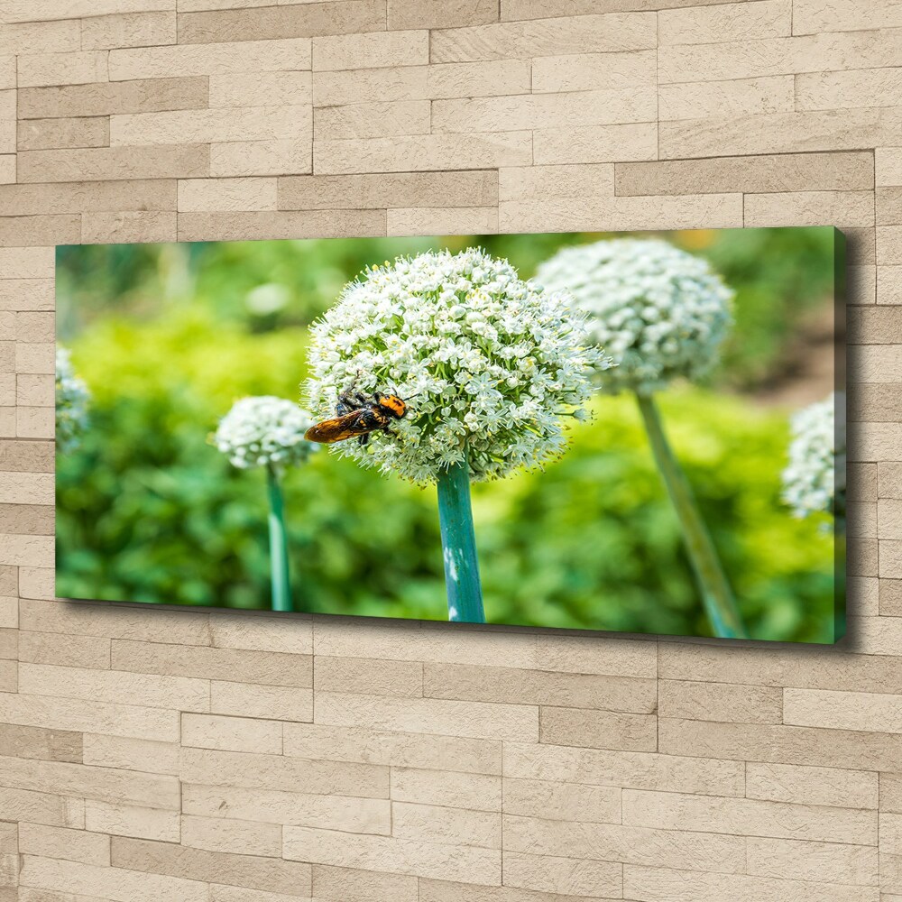 Canvas wall art Flowering garlic