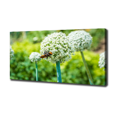 Canvas wall art Flowering garlic