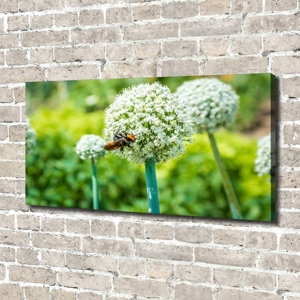 Canvas wall art Flowering garlic