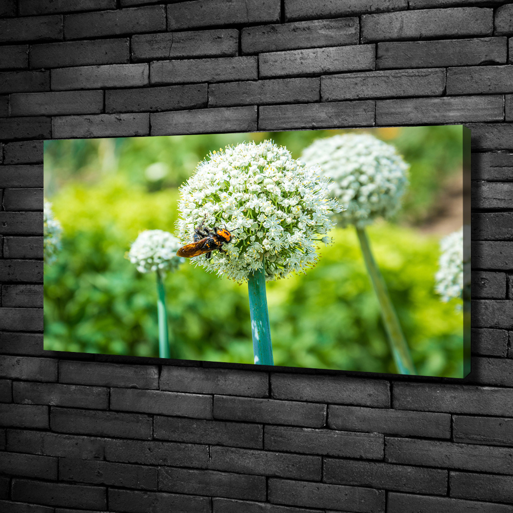 Canvas wall art Flowering garlic