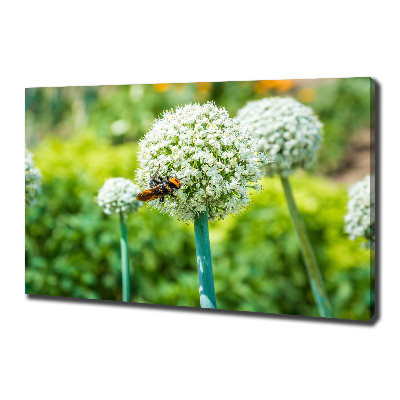 Canvas wall art Flowering garlic