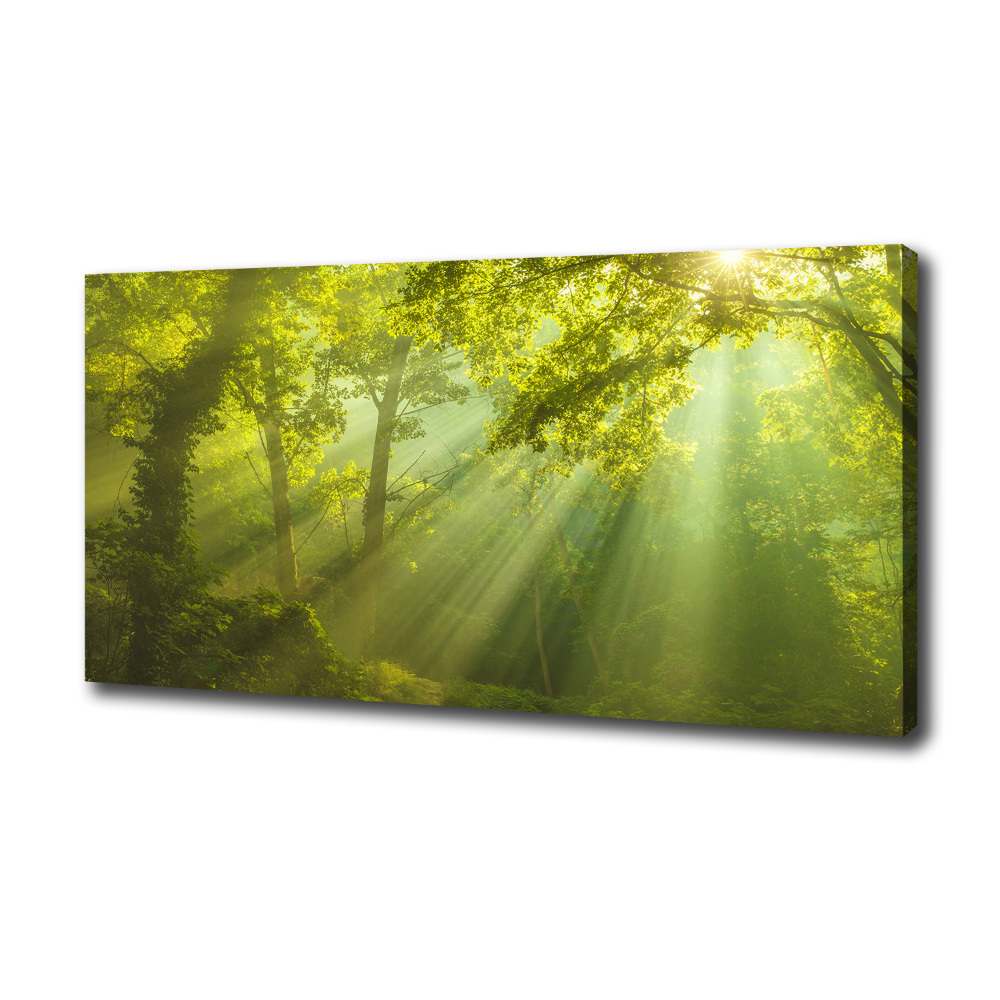 Canvas wall art Forest in the sun