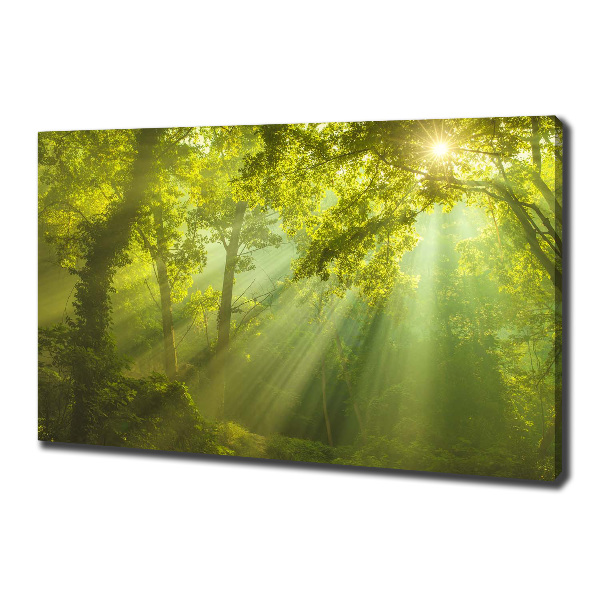 Canvas wall art Forest in the sun