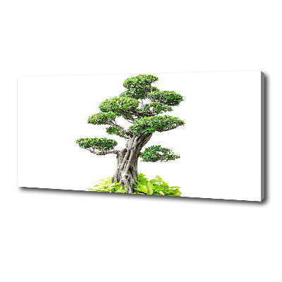 Canvas wall art Bonsai tree