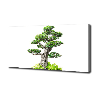 Canvas wall art Bonsai tree