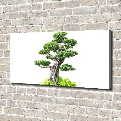 Canvas wall art Bonsai tree