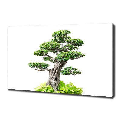 Canvas wall art Bonsai tree