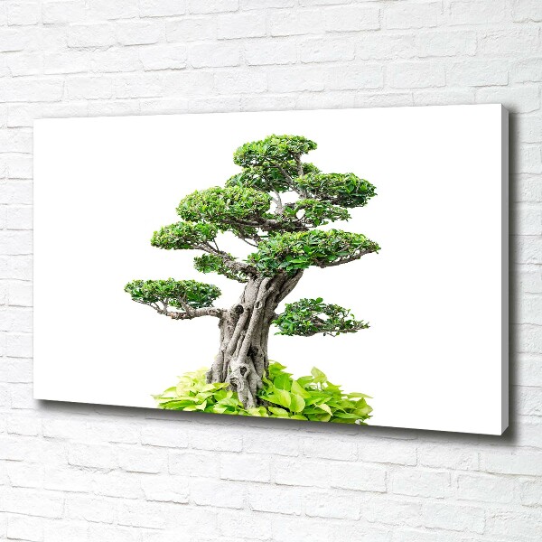 Canvas wall art Bonsai tree