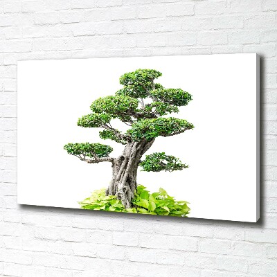 Canvas wall art Bonsai tree