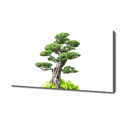 Canvas wall art Bonsai tree