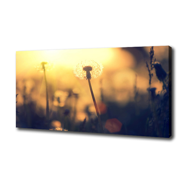 Dandelion