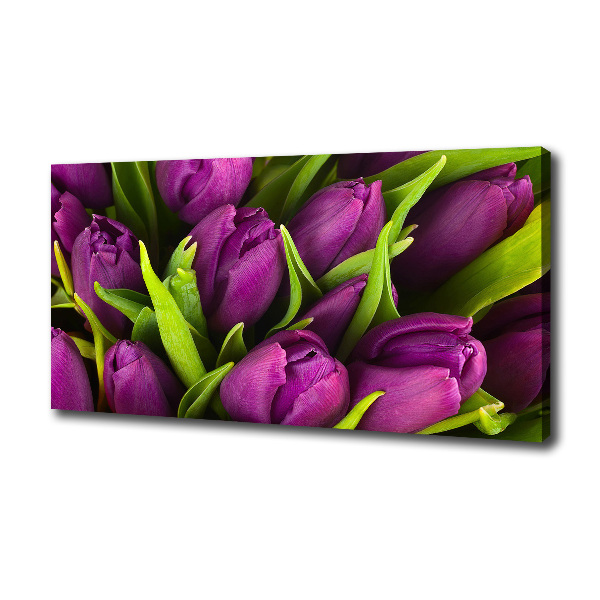 Violet tulips
