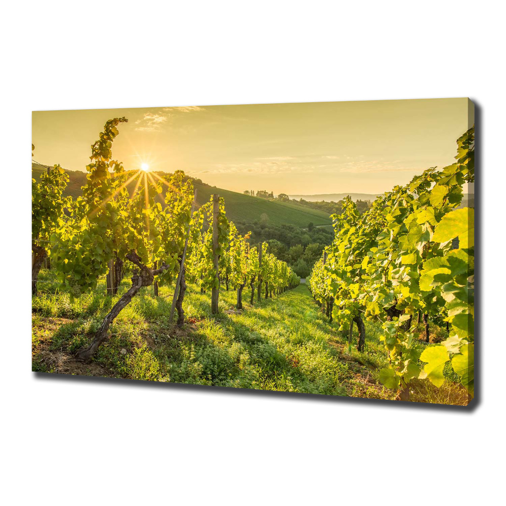 Canvas wall art Vineyard