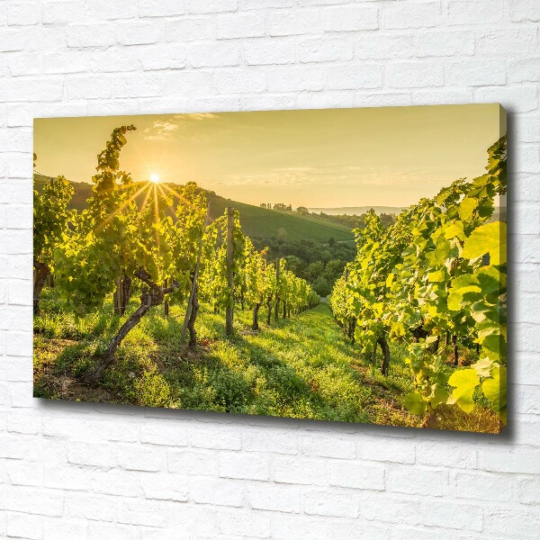 Canvas wall art Vineyard