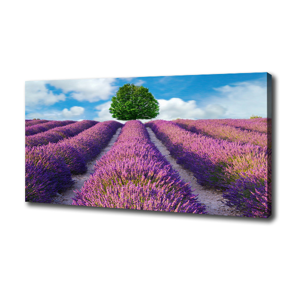 Canvas wall art Lavender field