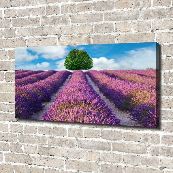 Canvas wall art Lavender field