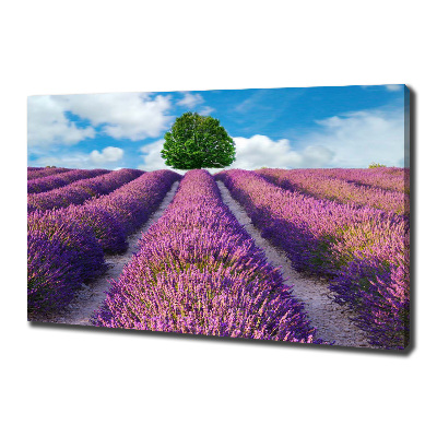 Canvas wall art Lavender field