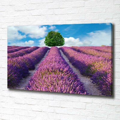 Canvas wall art Lavender field