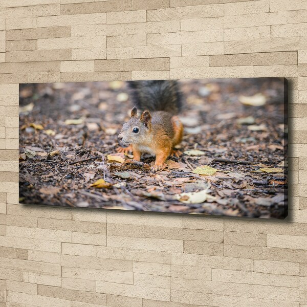 Canvas wall art Squirrel