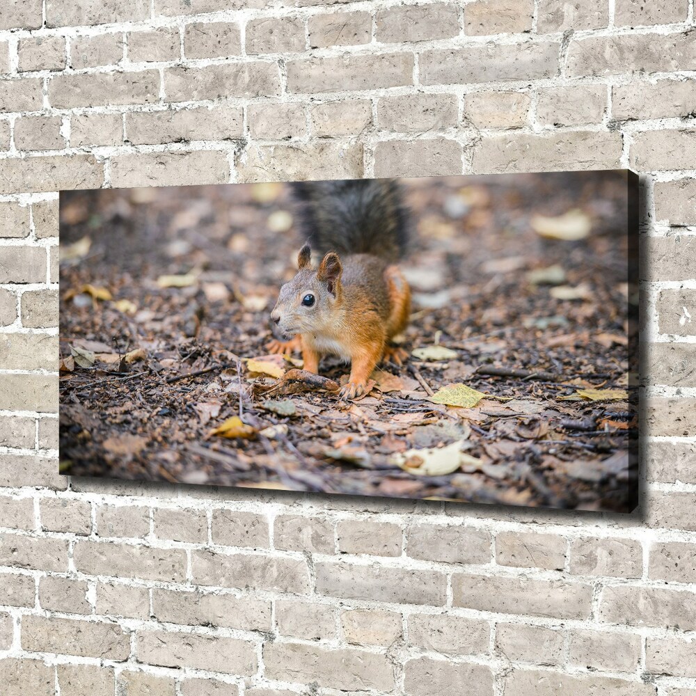 Canvas wall art Squirrel