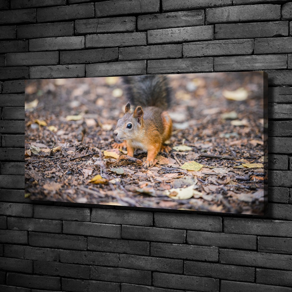 Canvas wall art Squirrel