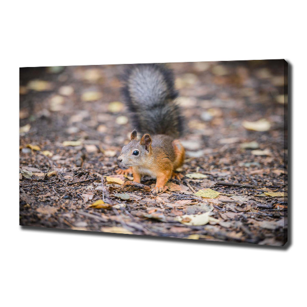 Canvas wall art Squirrel