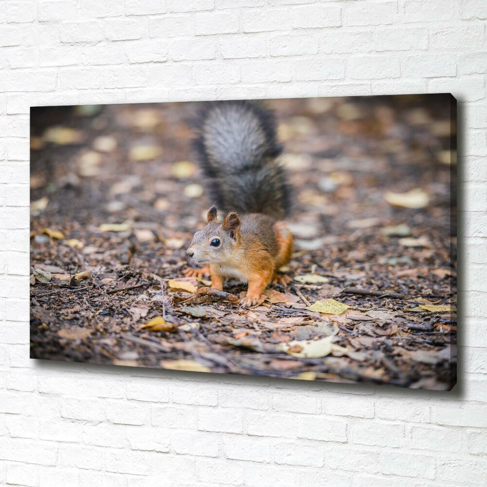 Canvas wall art Squirrel