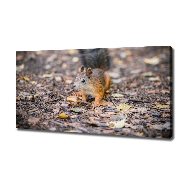 Canvas wall art Squirrel