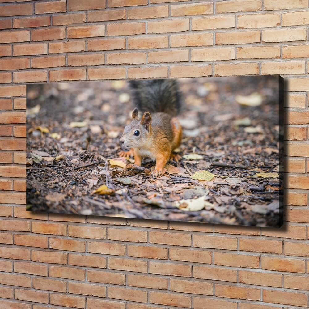 Canvas wall art Squirrel