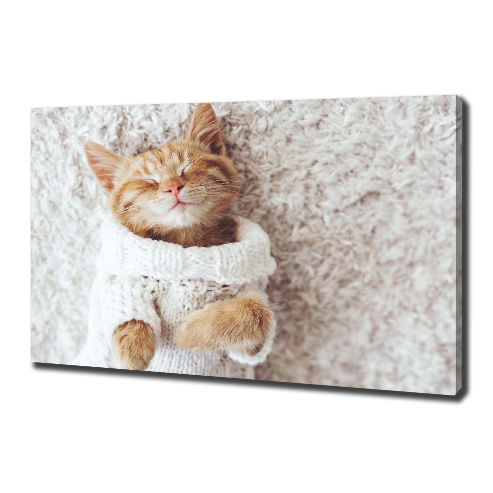 Canvas wall art A kitten in a sweater