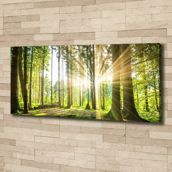 Canvas wall art Forest in the sun