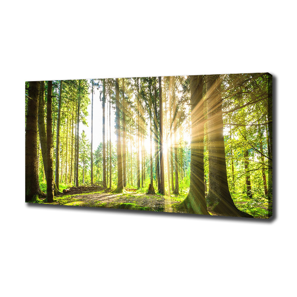 Canvas wall art Forest in the sun