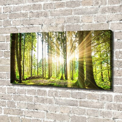 Canvas wall art Forest in the sun