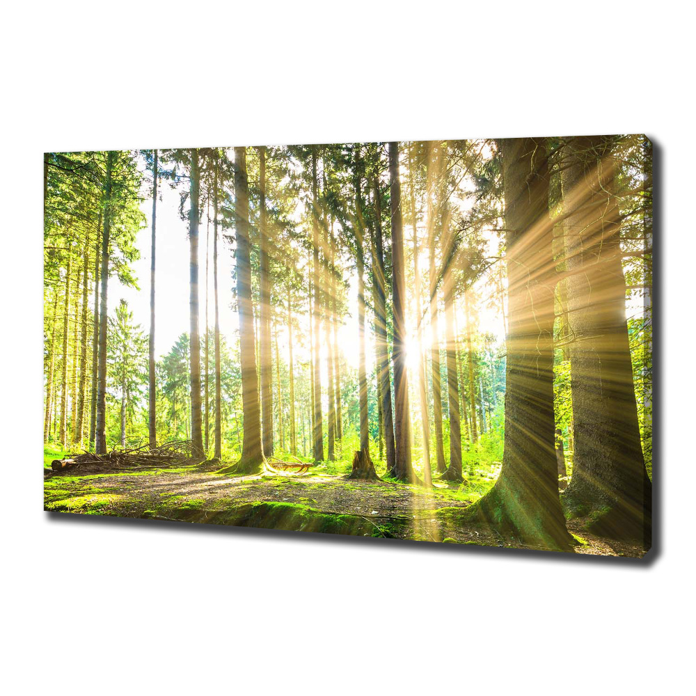 Canvas wall art Forest in the sun