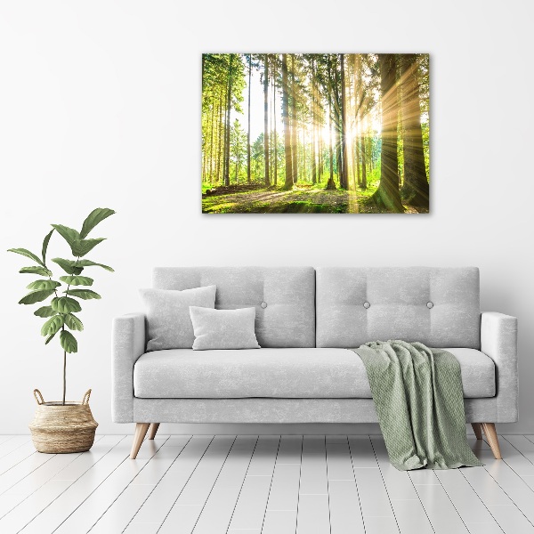 Canvas wall art Forest in the sun