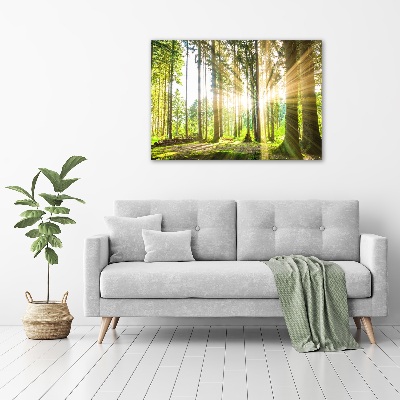 Canvas wall art Forest in the sun